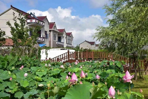 崇明有座静美小岛,恍若世外桃源